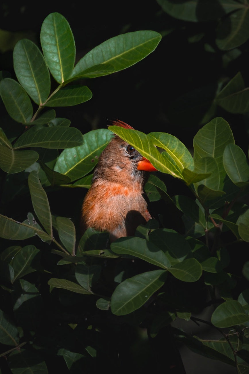 Northern Cardinal, half-hidden. Bird photography by Robin Mehdee, South Florida.
