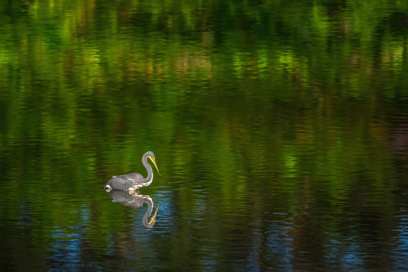 Tricolored Heron on green water. Bird photography by Robin Mehdee, South Florida.