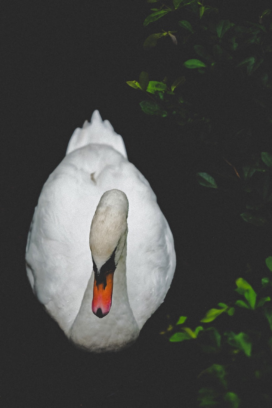 Mute Swan out of the dark. Bird photography by Robin Mehdee, South Florida.