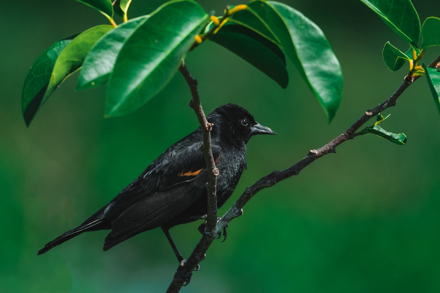 Red-winged Blackbird in the green. Bird photography by Robin Mehdee, South Florida.