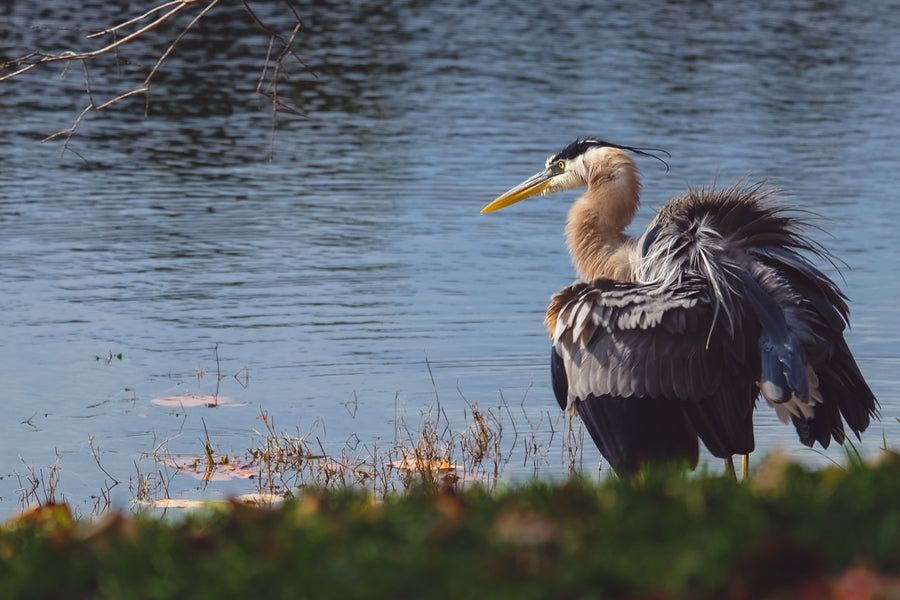 Great Blue Heron, ruffled. Bird photography by Robin Mehdee, South Florida.