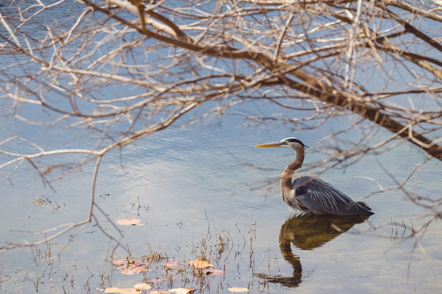 Great Blue Heron through the branches. Bird photography by Robin Mehdee, South Florida.