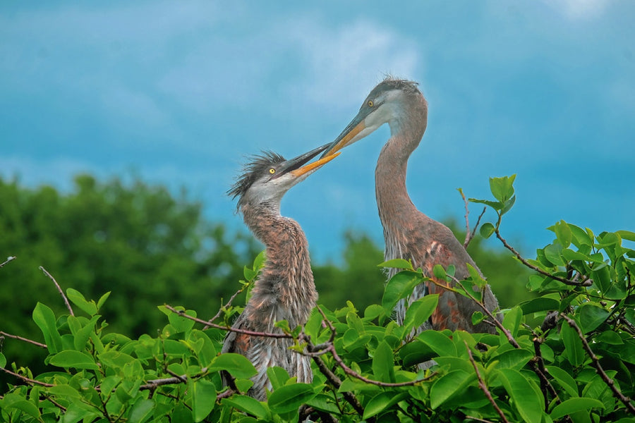 Great Blue Herons at the nest. Bird photography by Robin Mehdee, South Florida.