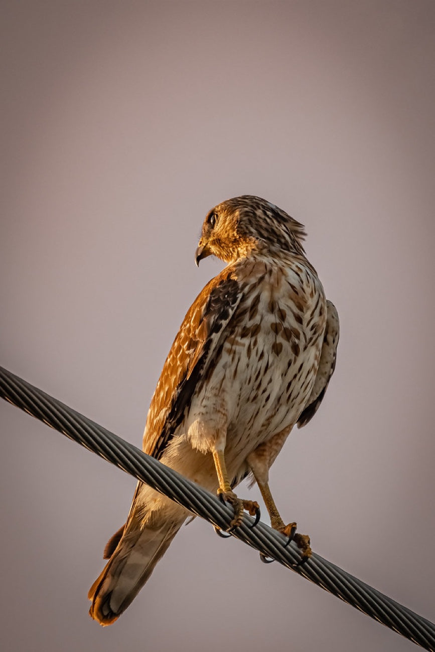 Red-shouldered Hawk at golden hour. Bird photography by Robin Mehdee, South Florida.
