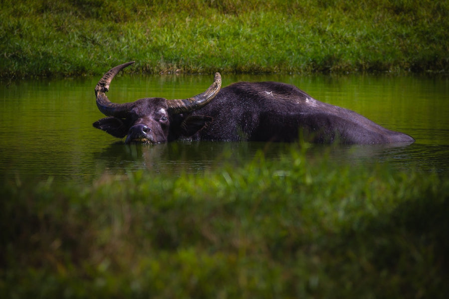 Water buffalo, cooling off. Photograph by Robin Mehdee.