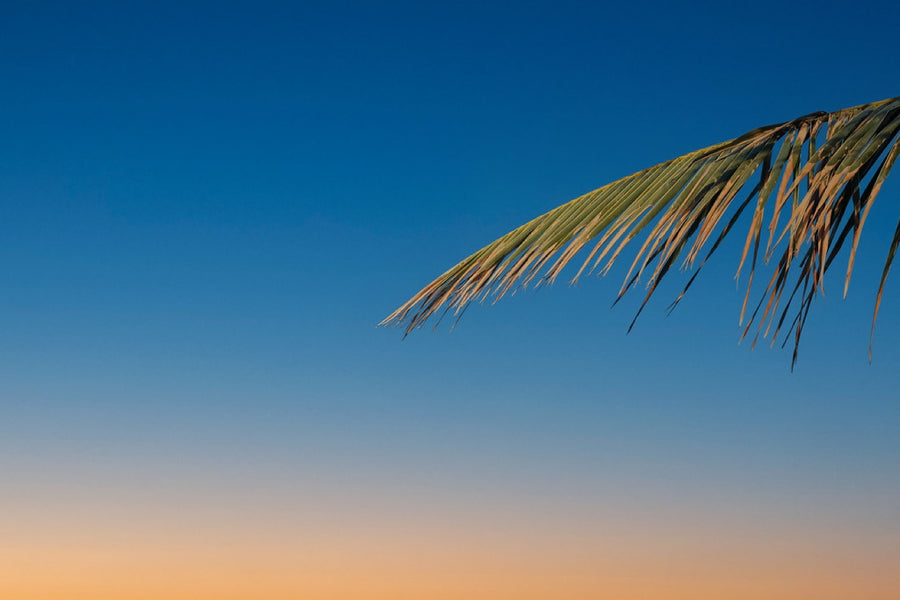 Palm frond at dusk. Nature photography by Robin Mehdee, South Florida.