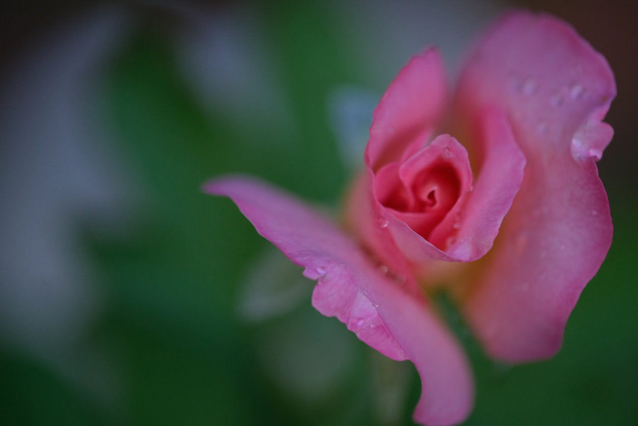 Rose, from above. Nature photography by Robin Mehdee, South Florida.