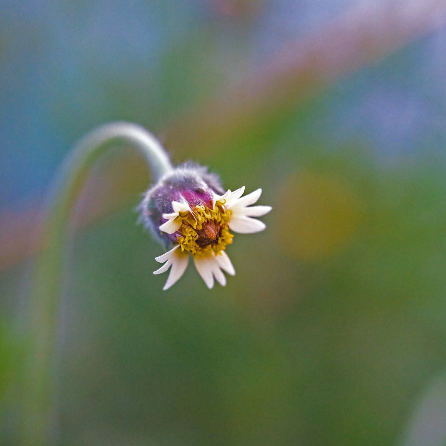 Wildflower on a bent stem. Nature photography by Robin Mehdee, South Florida.