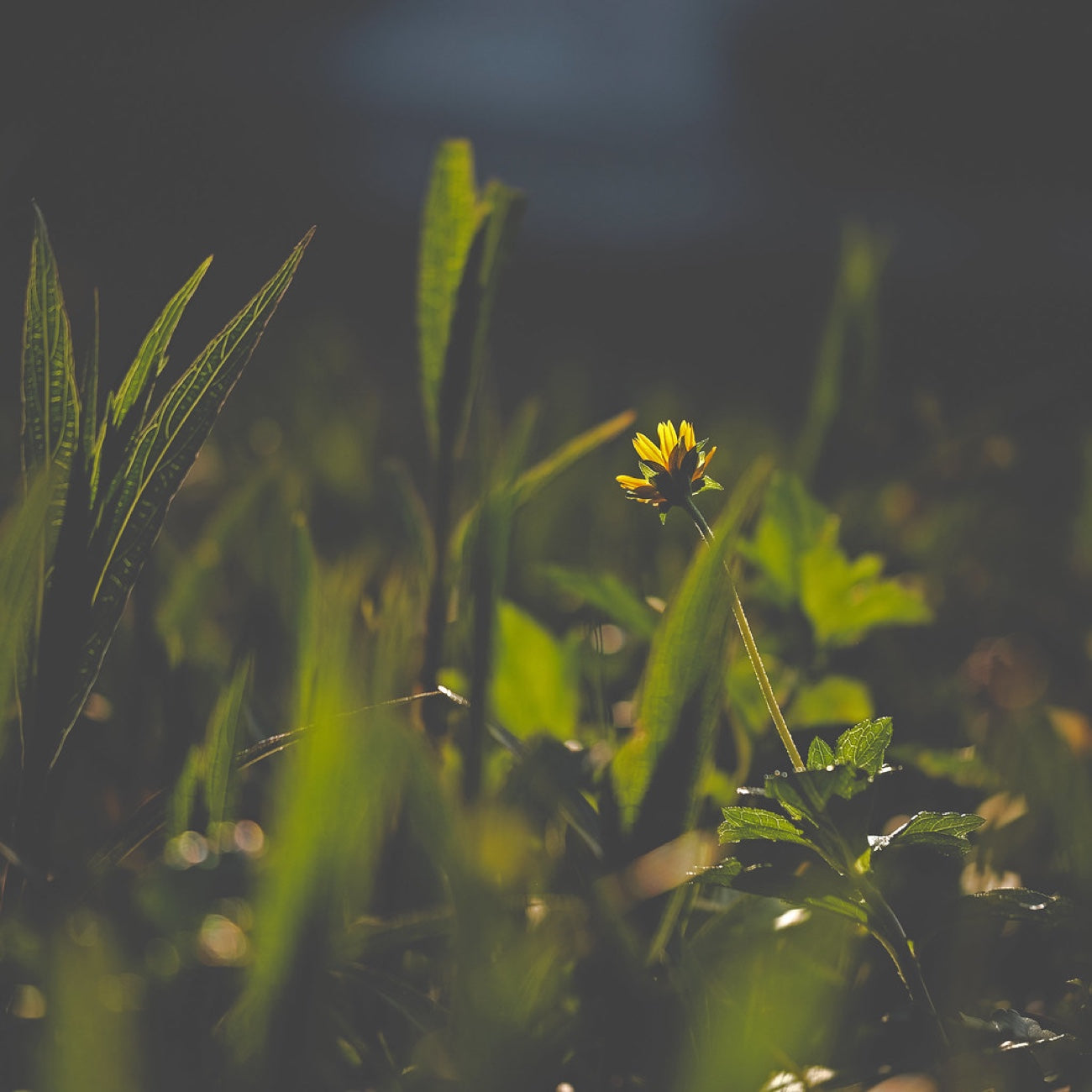 One bloom at golden hour. Nature photography by Robin Mehdee, South Florida.