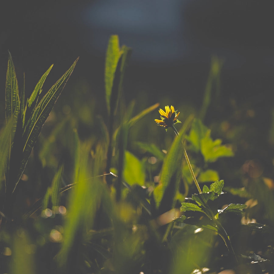 One bloom at golden hour. Nature photography by Robin Mehdee, South Florida.