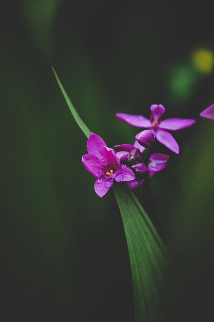 Ground orchid after rain. Nature photography by Robin Mehdee, South Florida.