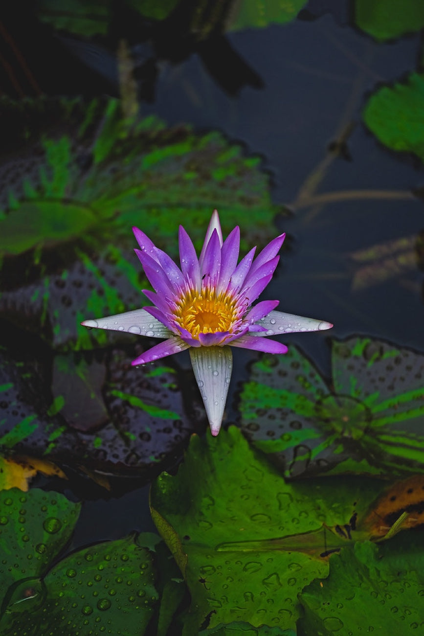 Tropical water lily. Nature photography by Robin Mehdee, South Florida.