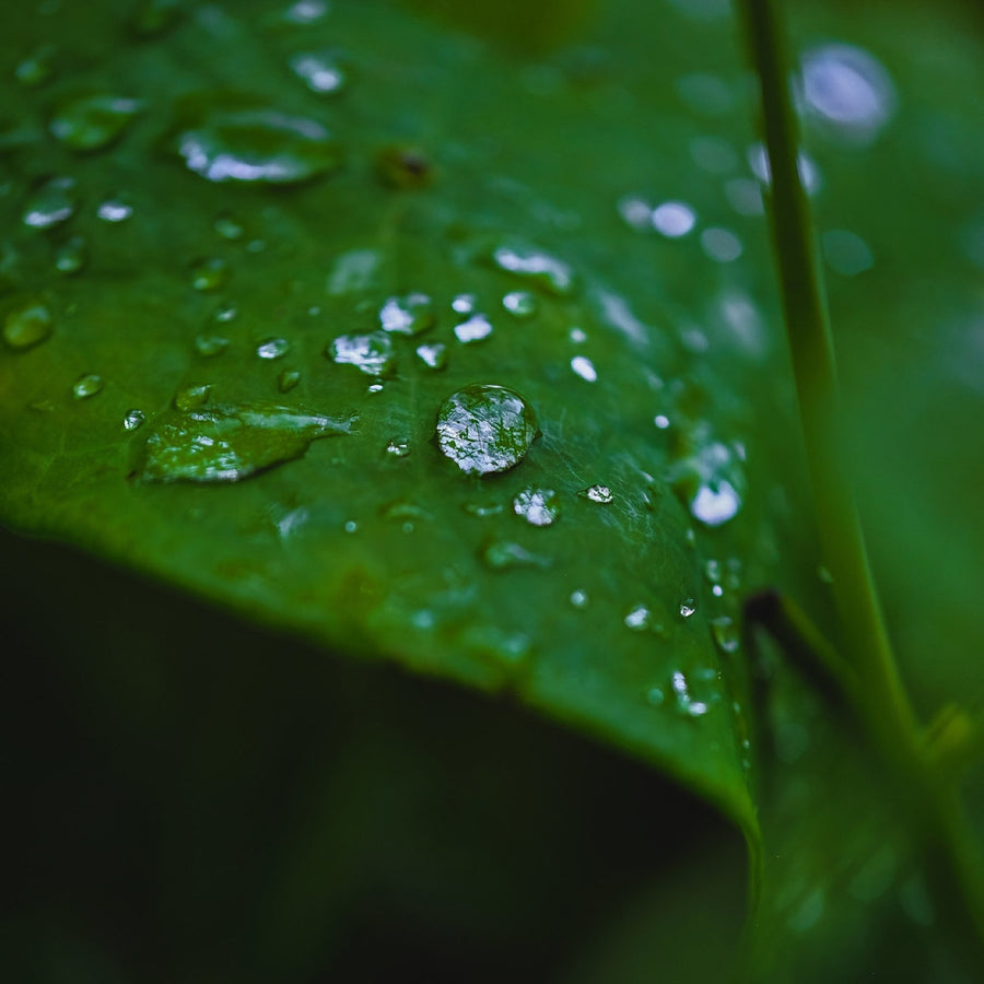 After the rain. Nature photography by Robin Mehdee, South Florida.