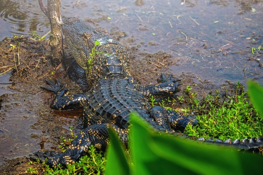 Young American Alligators. Reptile photography by Robin Mehdee, South Florida.