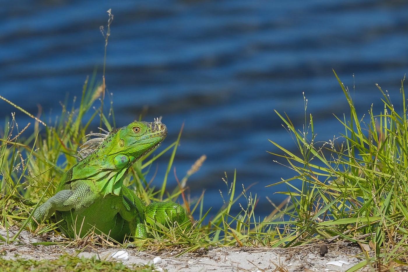 Green Iguana on the bank. Photograph by Robin Mehdee, South Florida.
