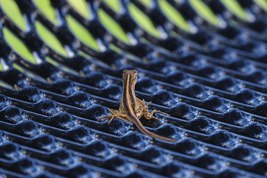 Brown Anole. Reptile photography by Robin Mehdee, South Florida.