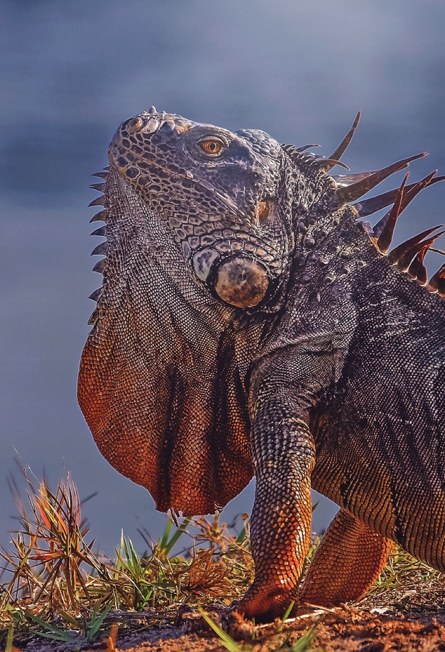 Green Iguana, dewlap raised. Reptile photography by Robin Mehdee, South Florida.