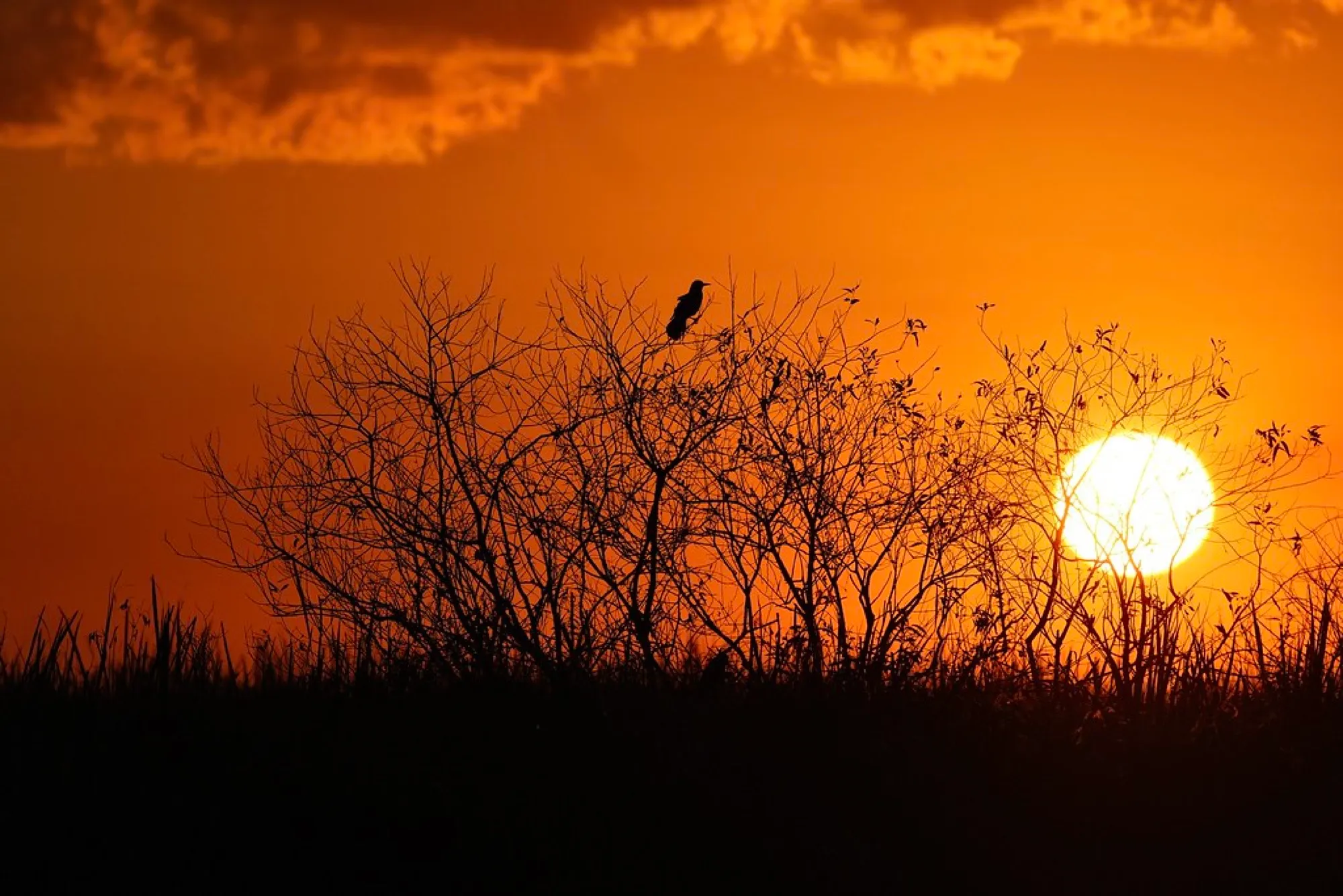 Sundown, South Florida. Birds photography, South Florida.
