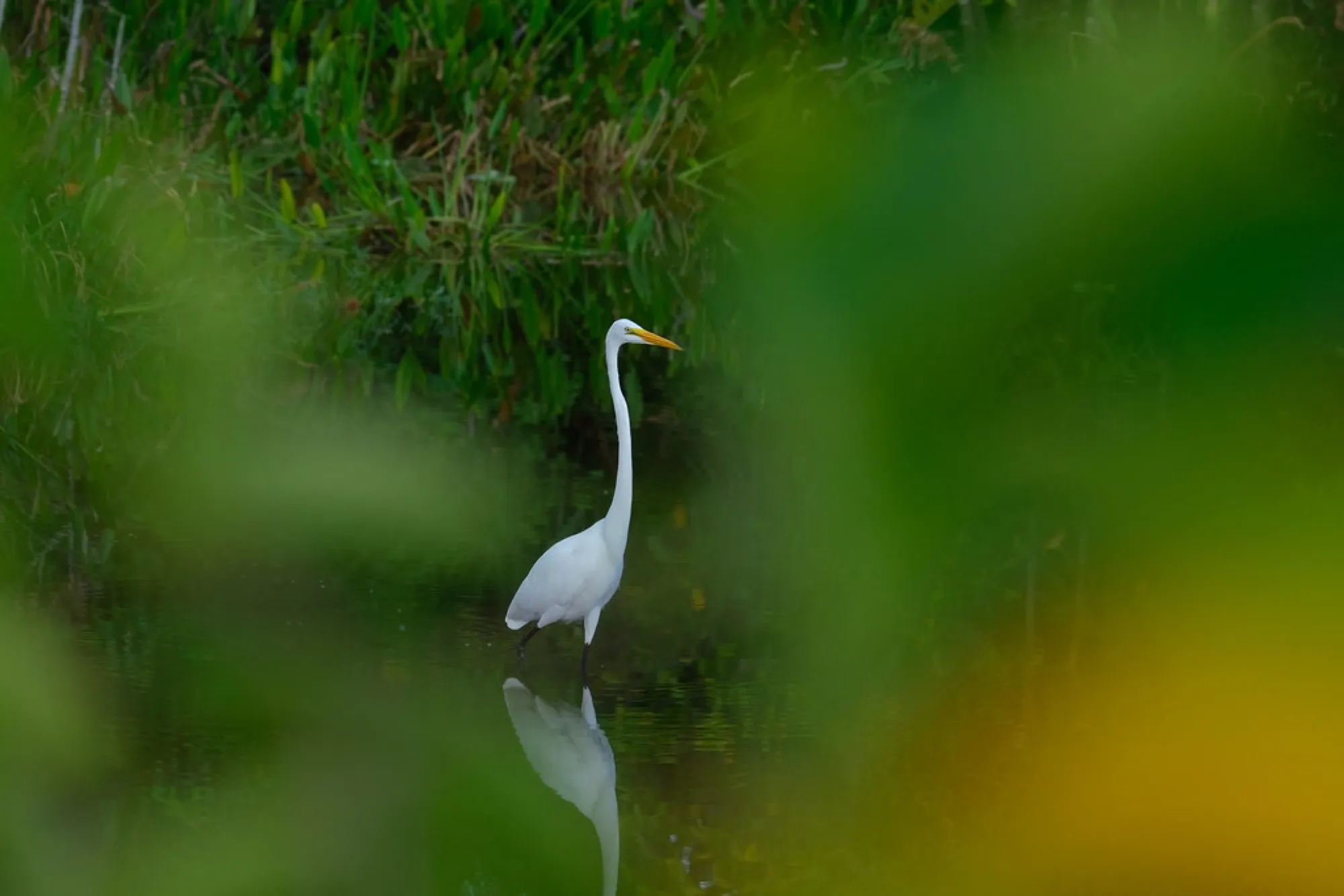Great Egret in the green. Birds photography, South Florida.