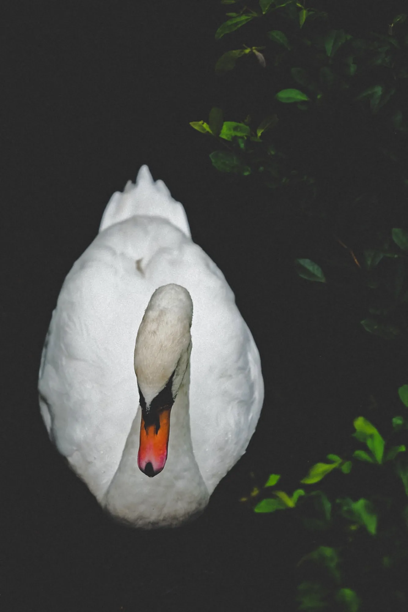 Mute Swan out of the dark. Birds photography, South Florida.