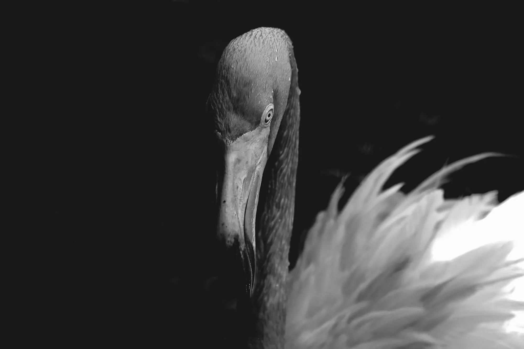 Flamingo in shadow. Birds photography, South Florida.