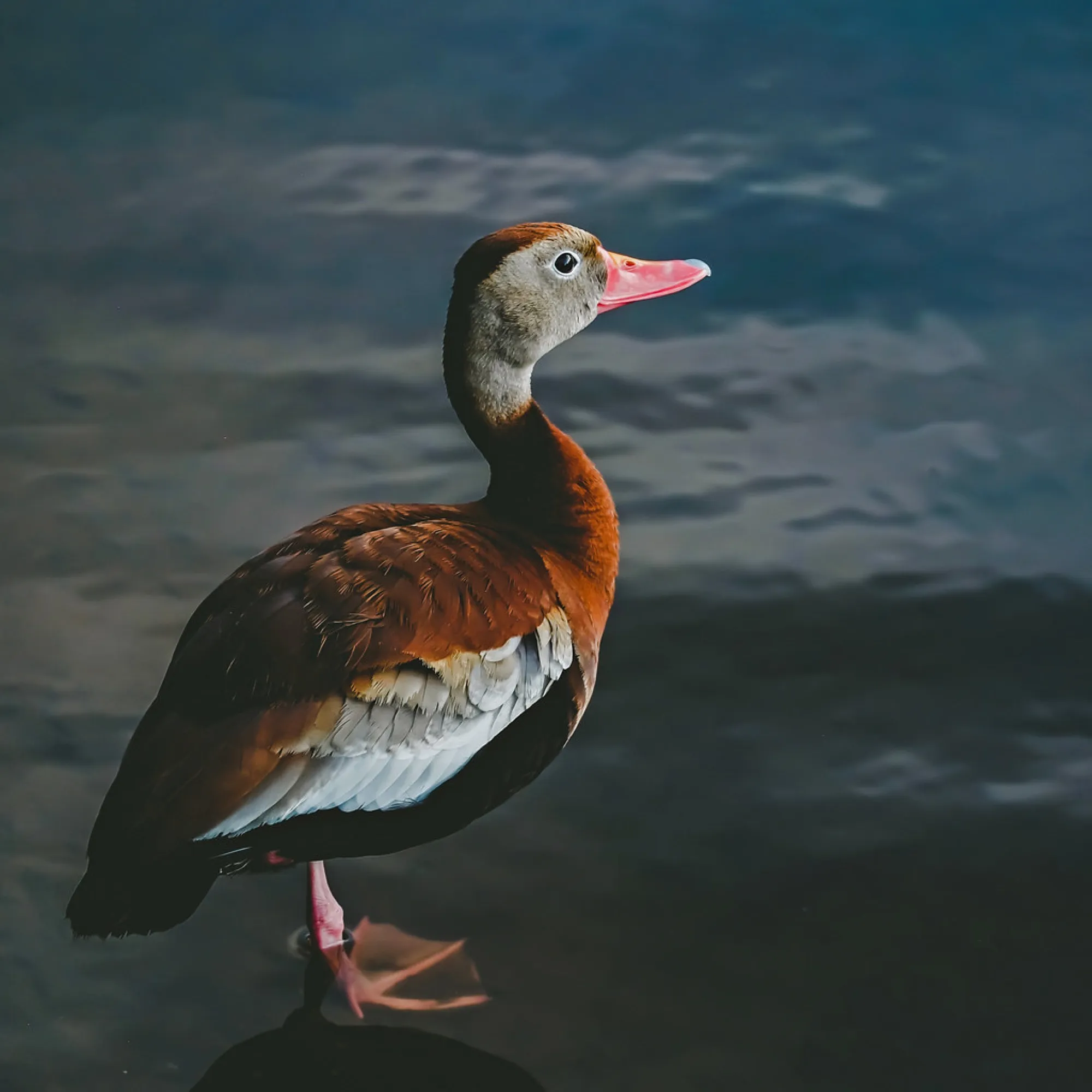 Black-bellied Whistling-Duck. Birds photography, South Florida.