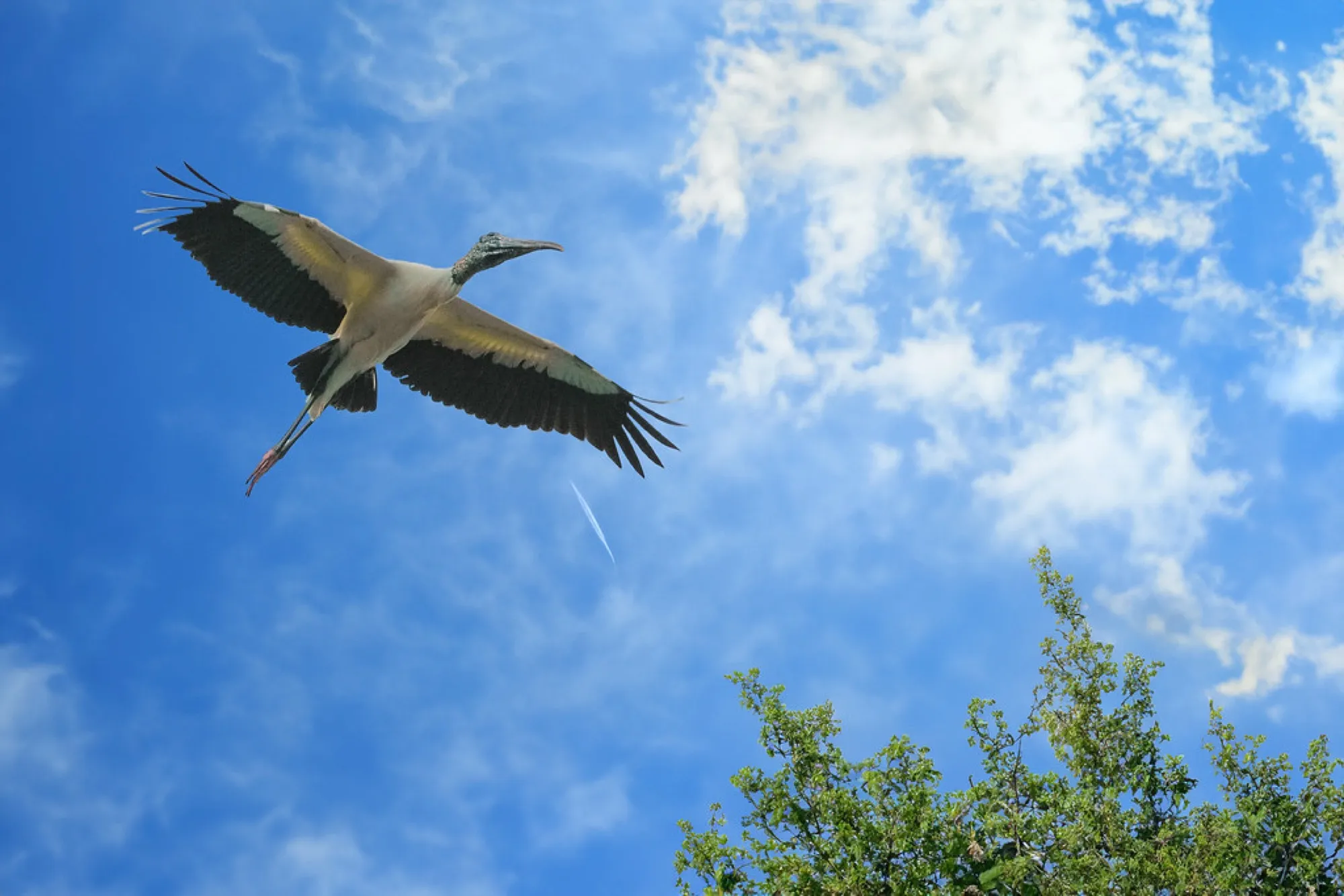 Wood Stork in flight. Birds photography, South Florida.