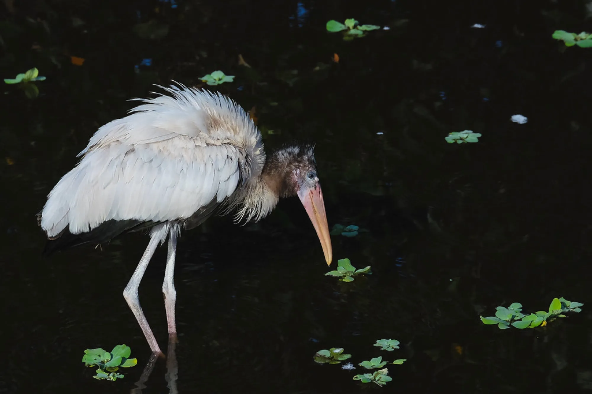 Wood Stork, foraging. Birds photography, South Florida.