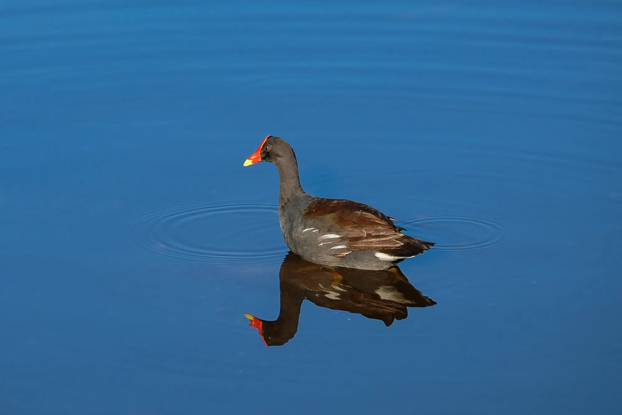 Common Gallinule, mirrored. Birds photography, South Florida.