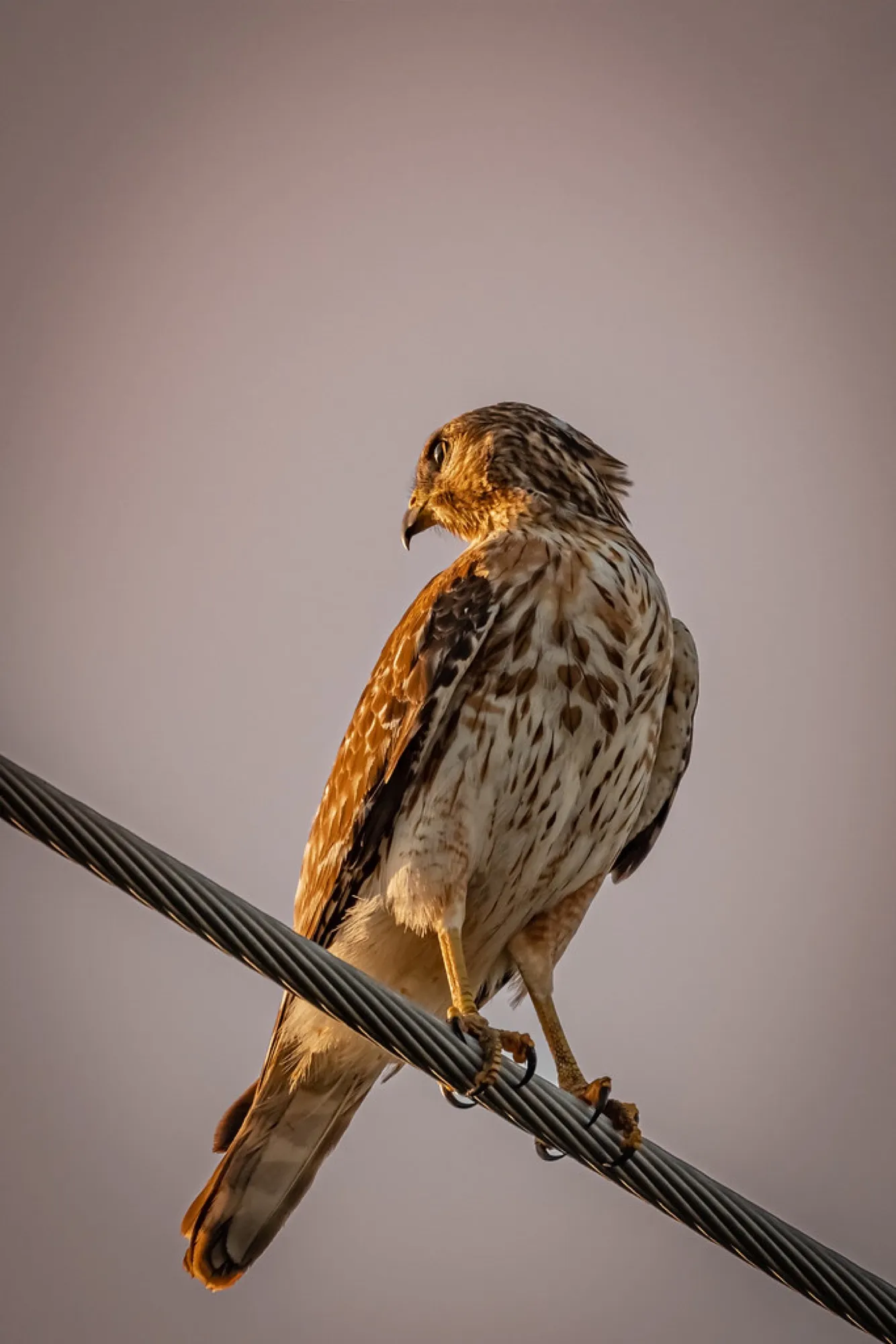 Red-shouldered Hawk at golden hour. Birds photography, South Florida.