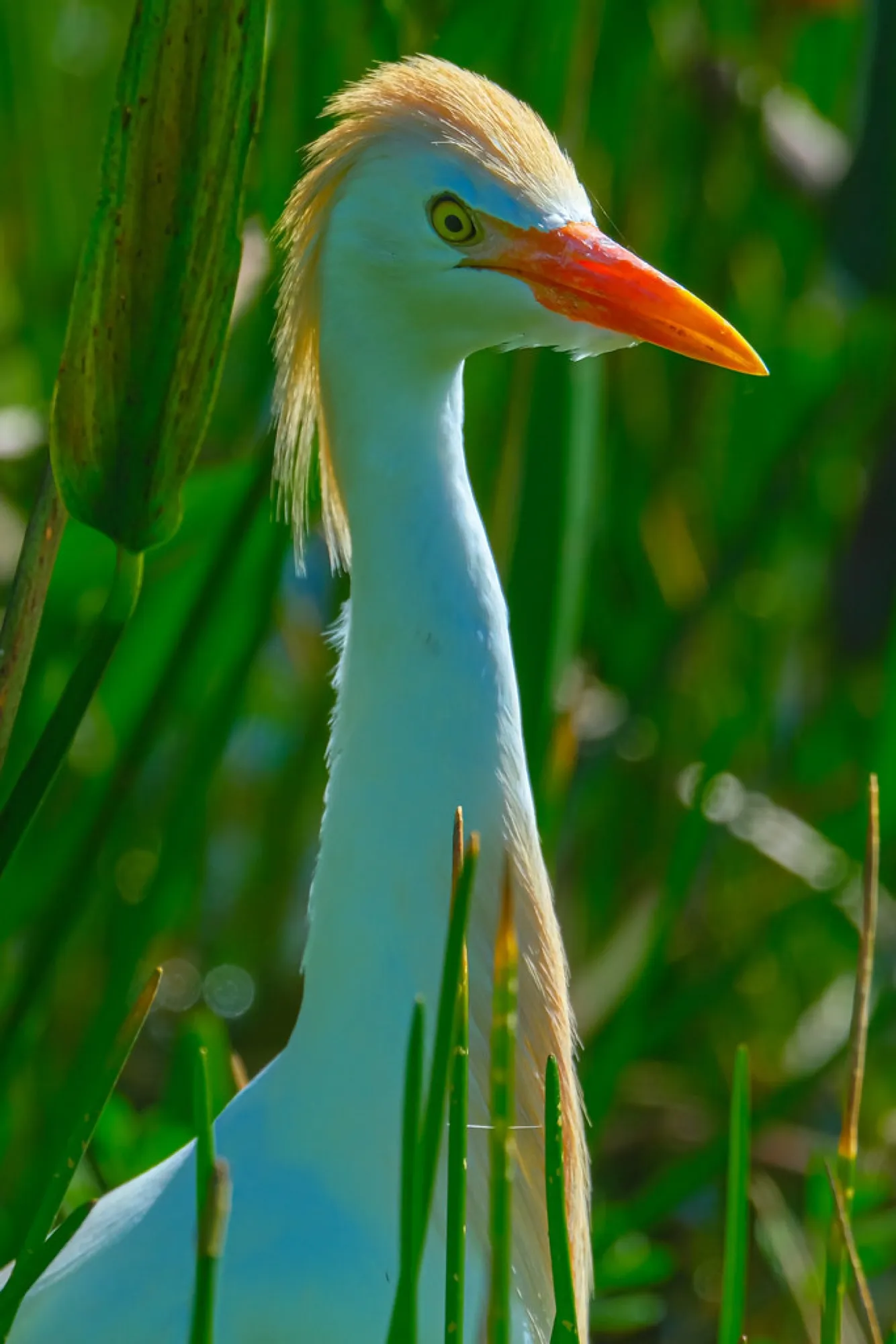 Cattle Egret in breeding plumage. Birds photography, South Florida.