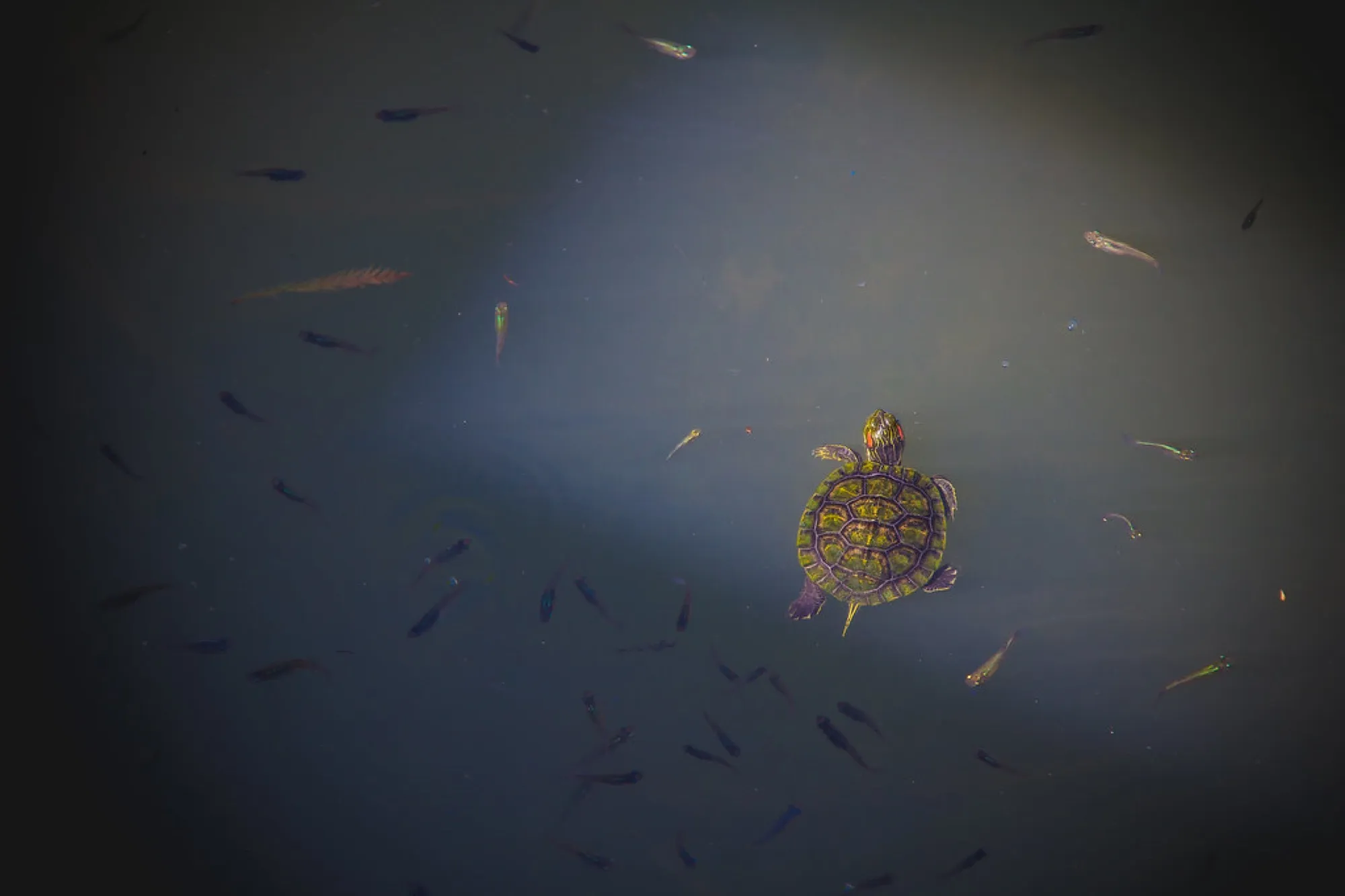 A slider among the minnows. Misc photography, South Florida.