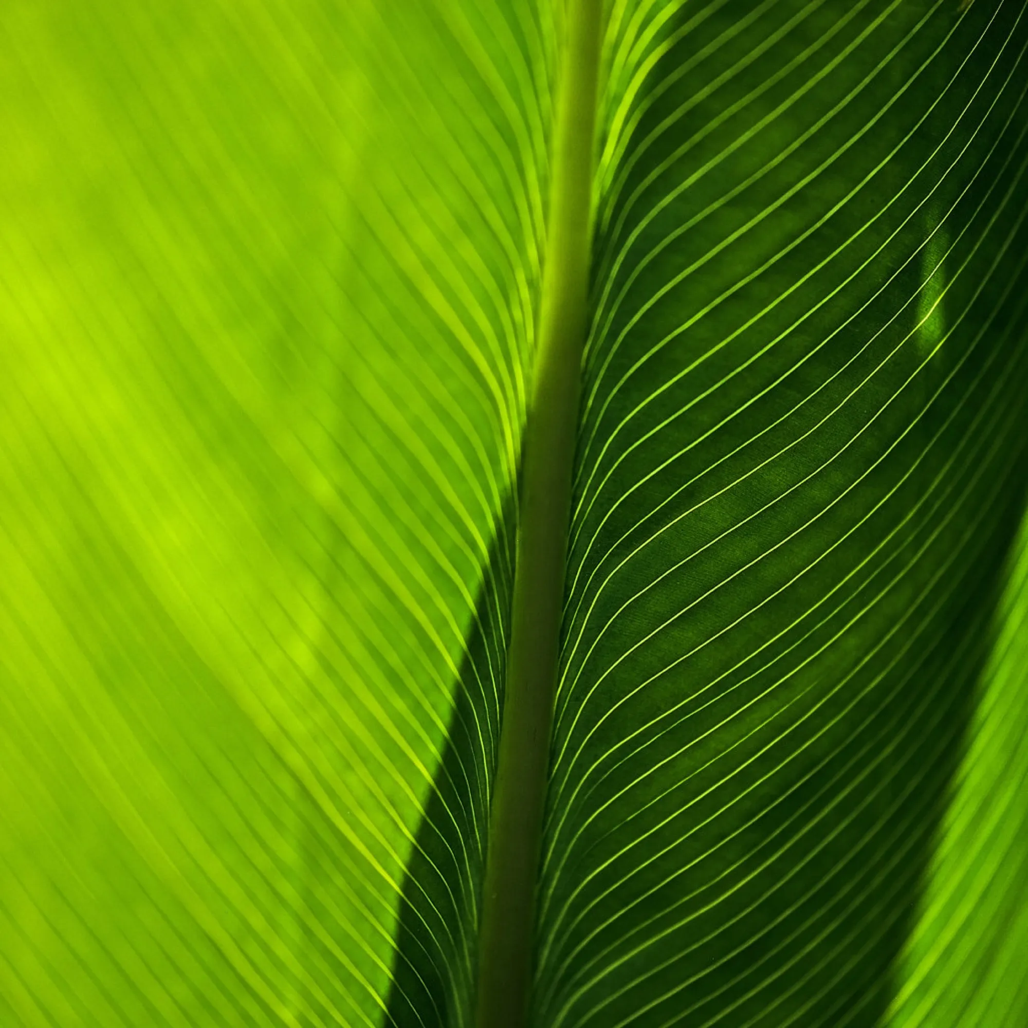 Backlit leaf. Nature photography, South Florida.