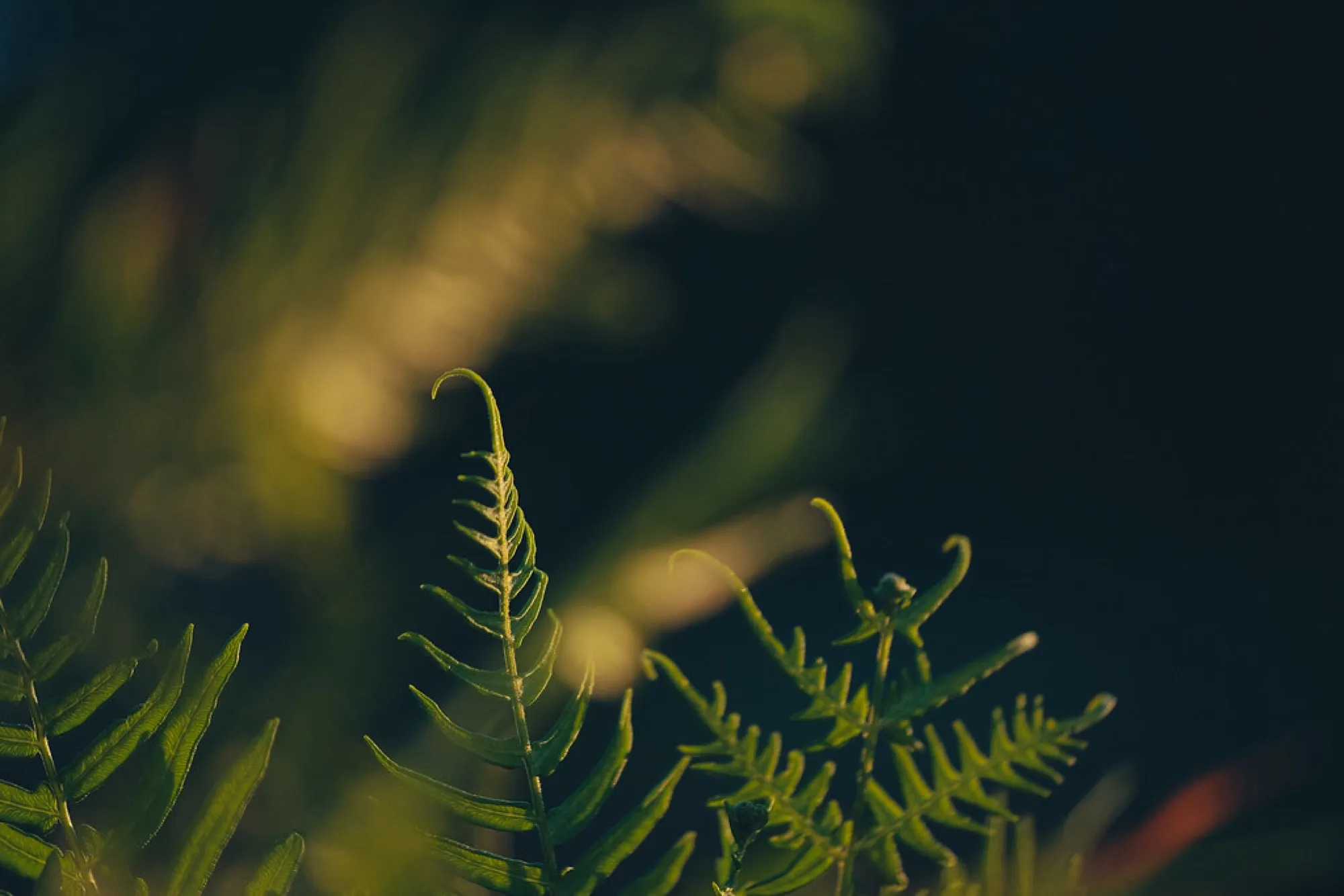 Ferns at golden hour. Nature photography, South Florida.