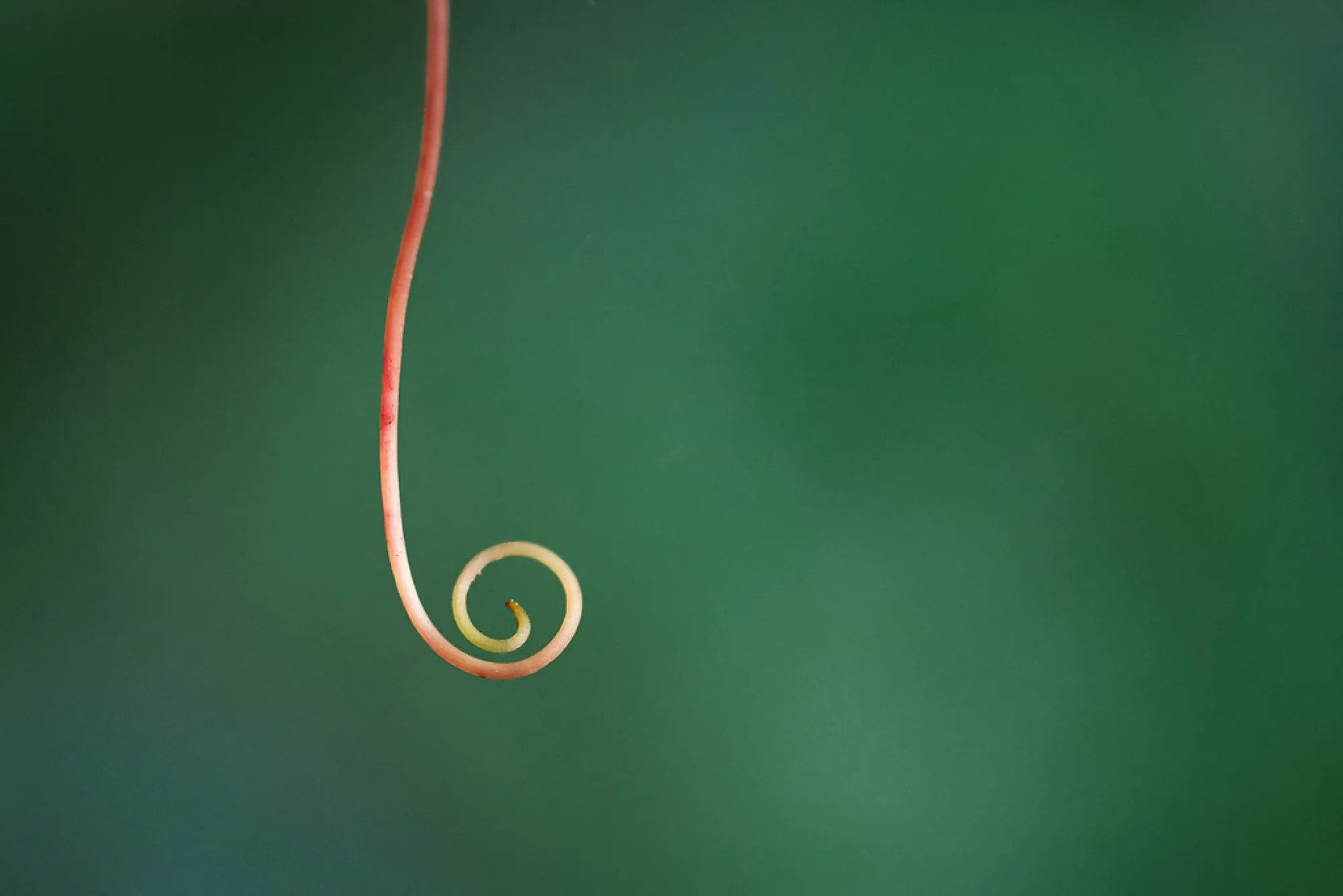 The spiral of a tendril. Nature photography, South Florida.