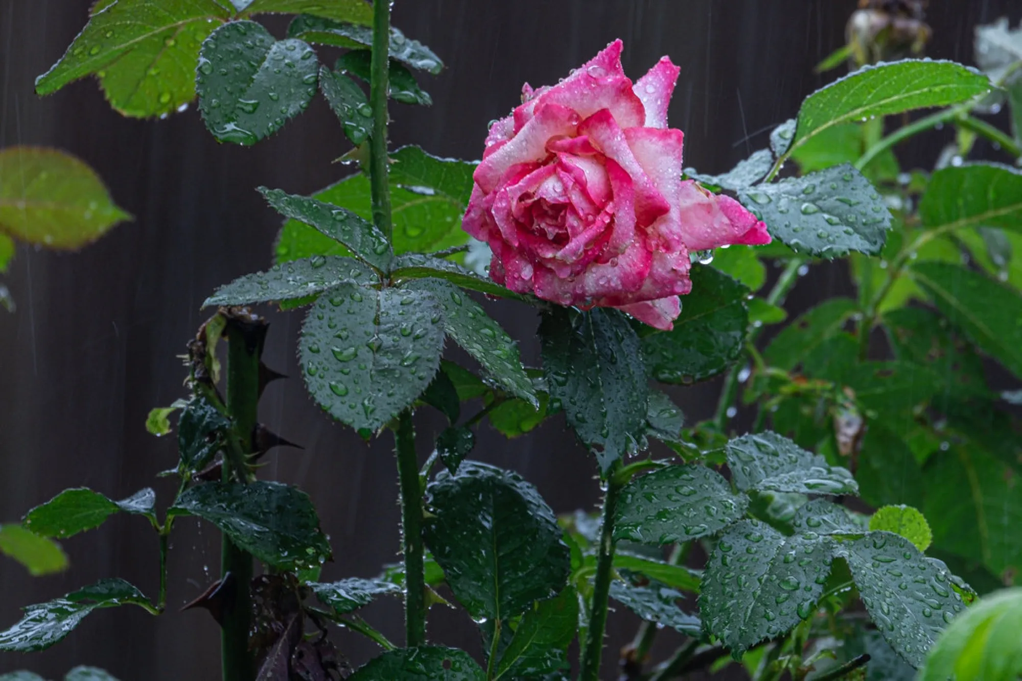 Rose in the rain. Nature photography, South Florida.