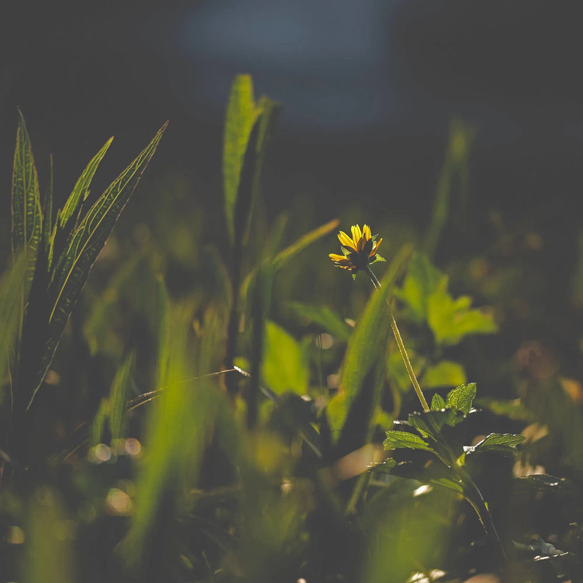 One bloom at golden hour. Nature photography, South Florida.