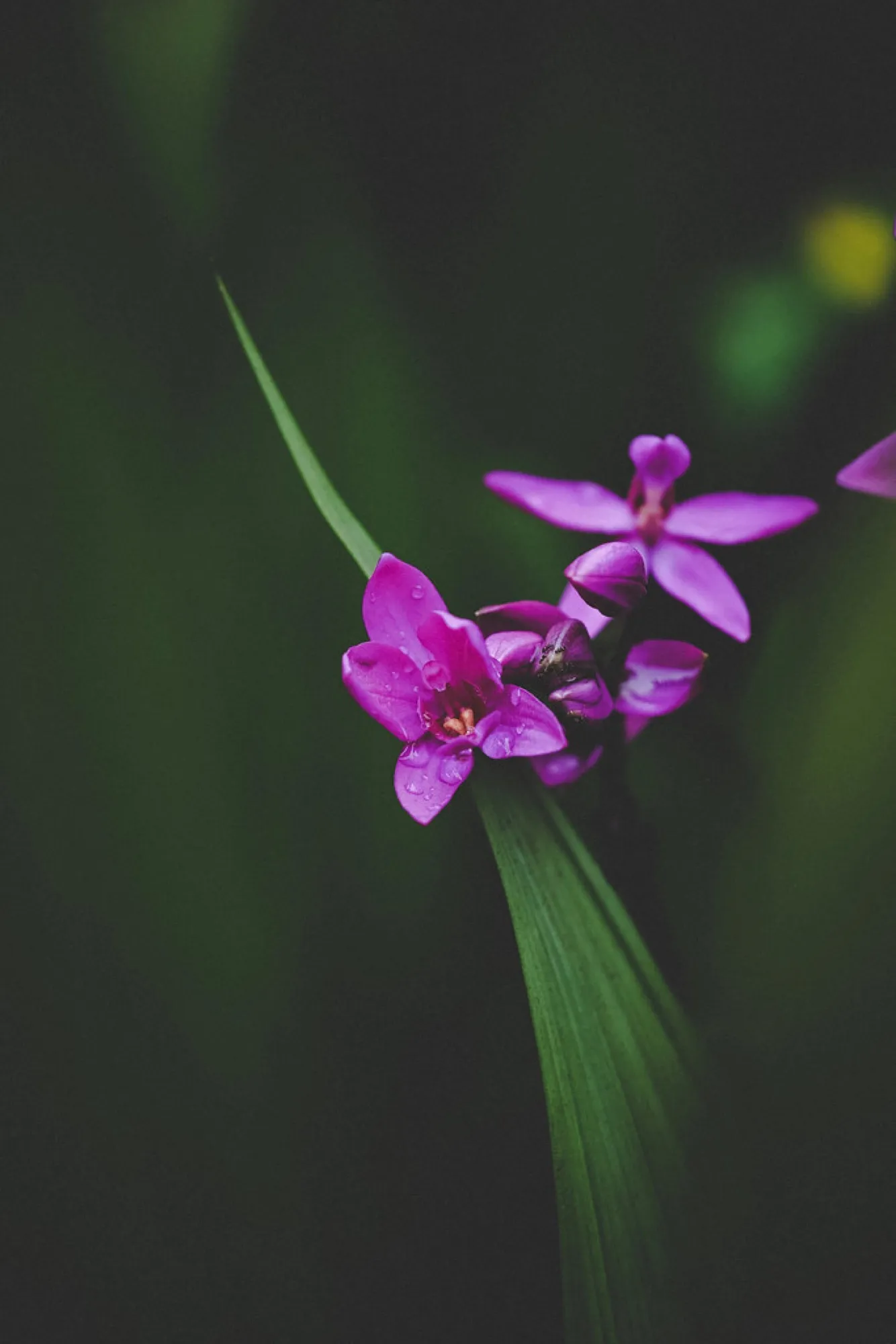 Ground orchid after rain. Nature photography, South Florida.