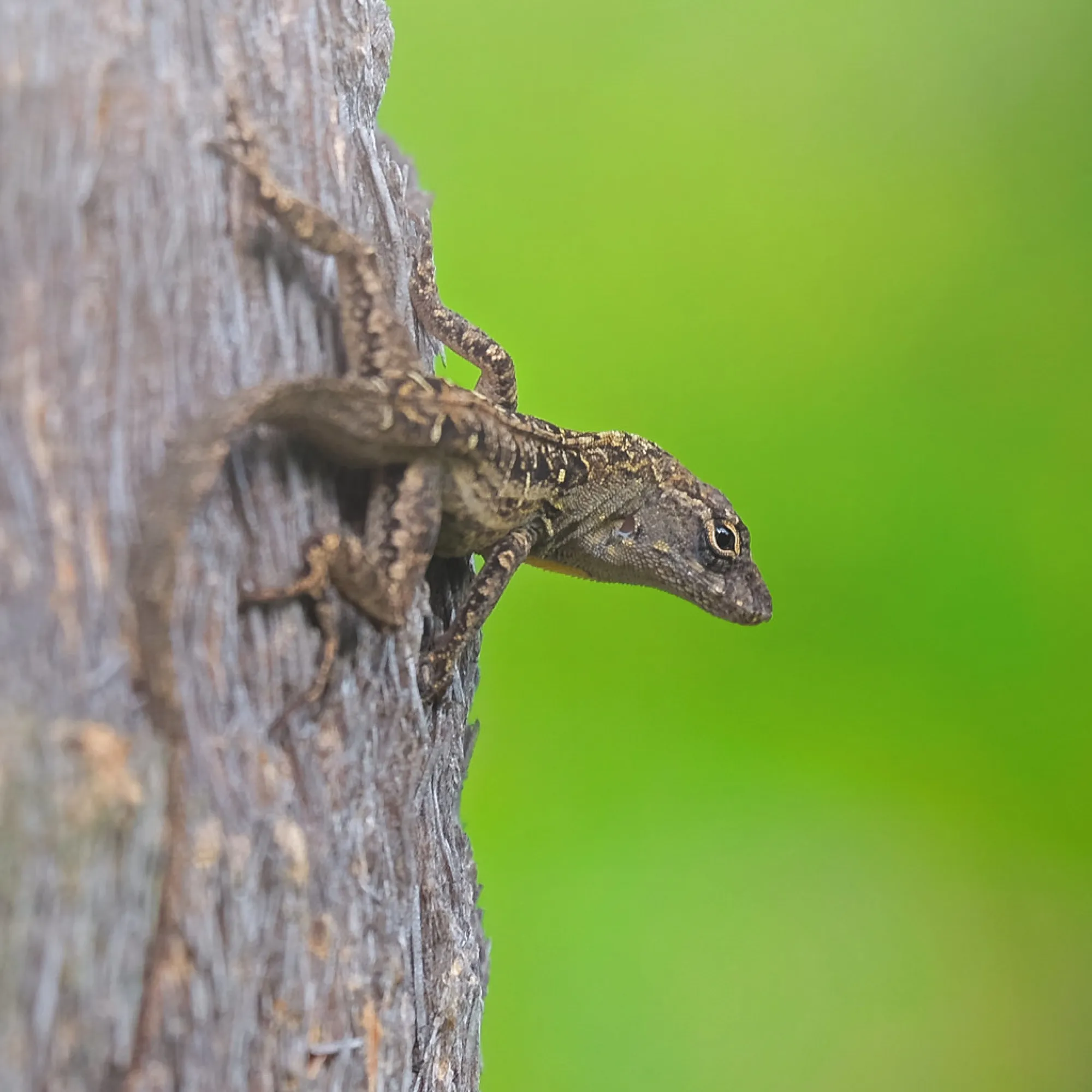 Brown Anole on bark. Reptiles photography, South Florida.