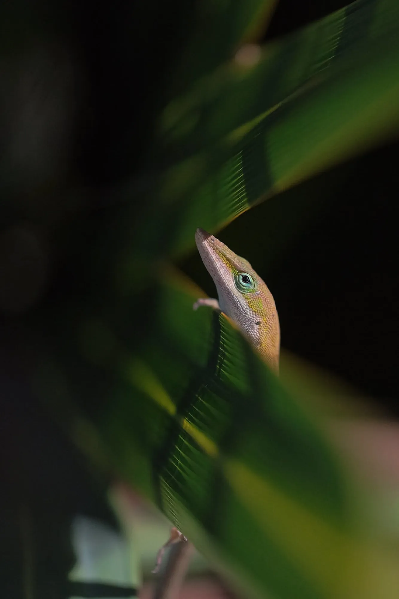 Green Anole in the leaves. Reptiles photography, South Florida.