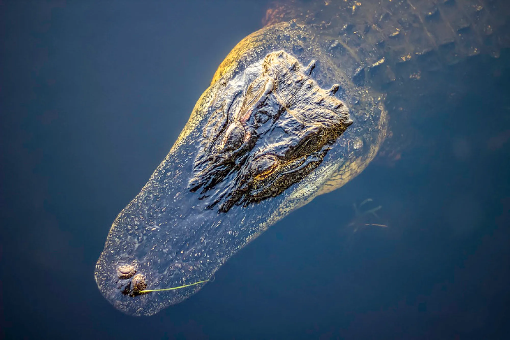 American Alligator surfacing. Reptiles photography, South Florida.