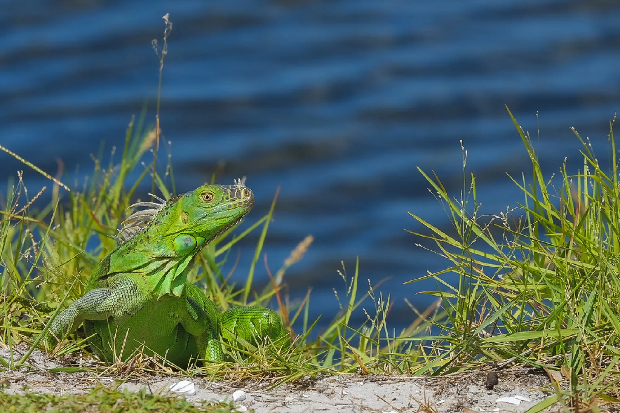 Green Iguana on the bank. Reptiles photography, South Florida.