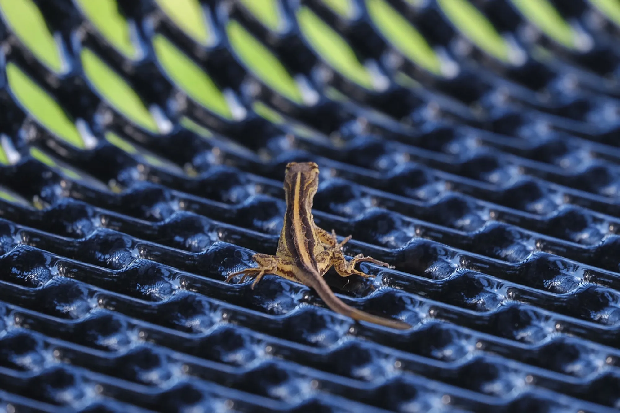 Brown Anole. Reptiles photography, South Florida.