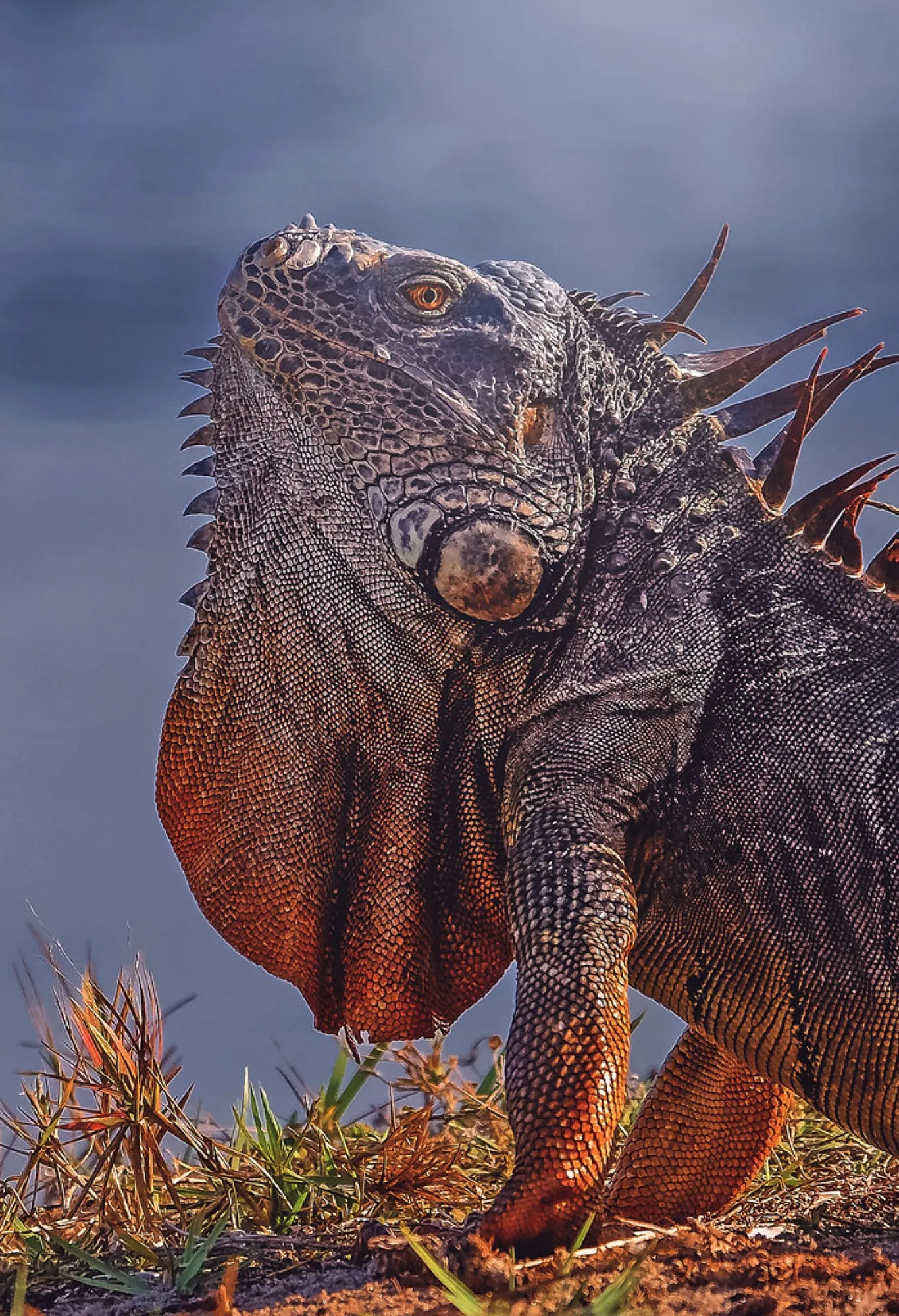 Green Iguana, dewlap raised. Reptiles photography, South Florida.