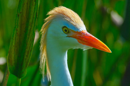 Cattle egret in breeding plumage, South Florida bird photography by Robin Mehdee.
