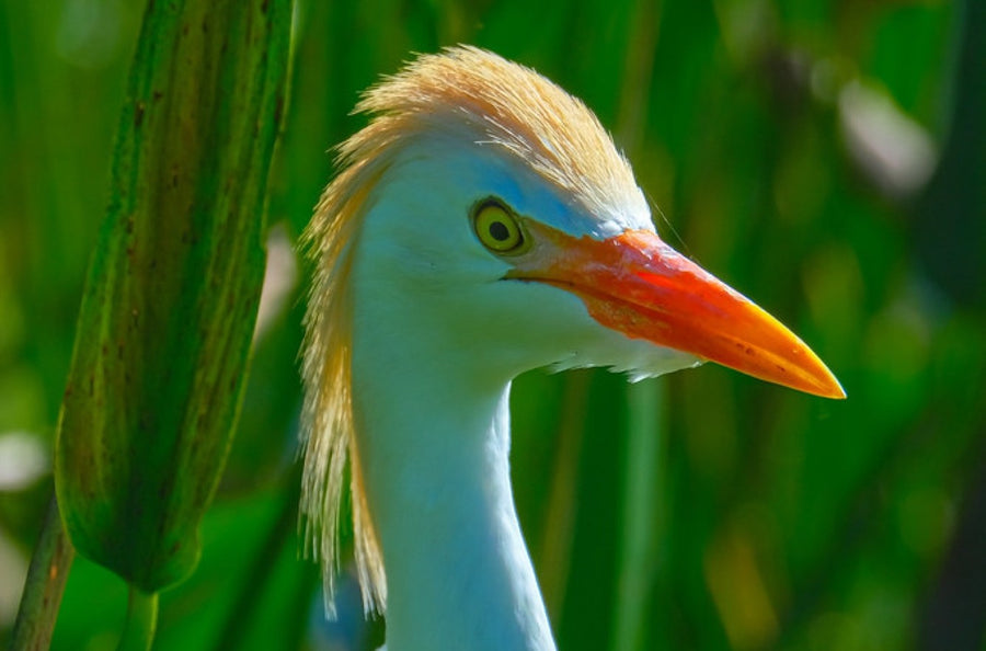 Cattle egret in breeding plumage, South Florida bird photography by Robin Mehdee.