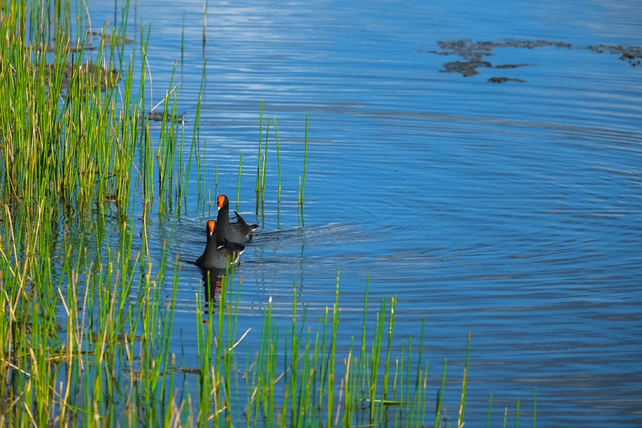 Common Gallinule in the reeds. Bird photography by Robin Mehdee, South Florida.