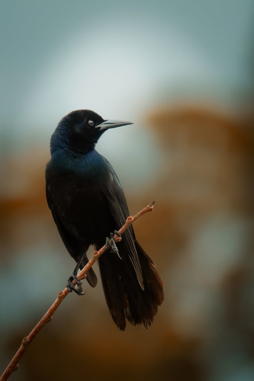 Boat-tailed Grackle. Bird photography by Robin Mehdee, South Florida.