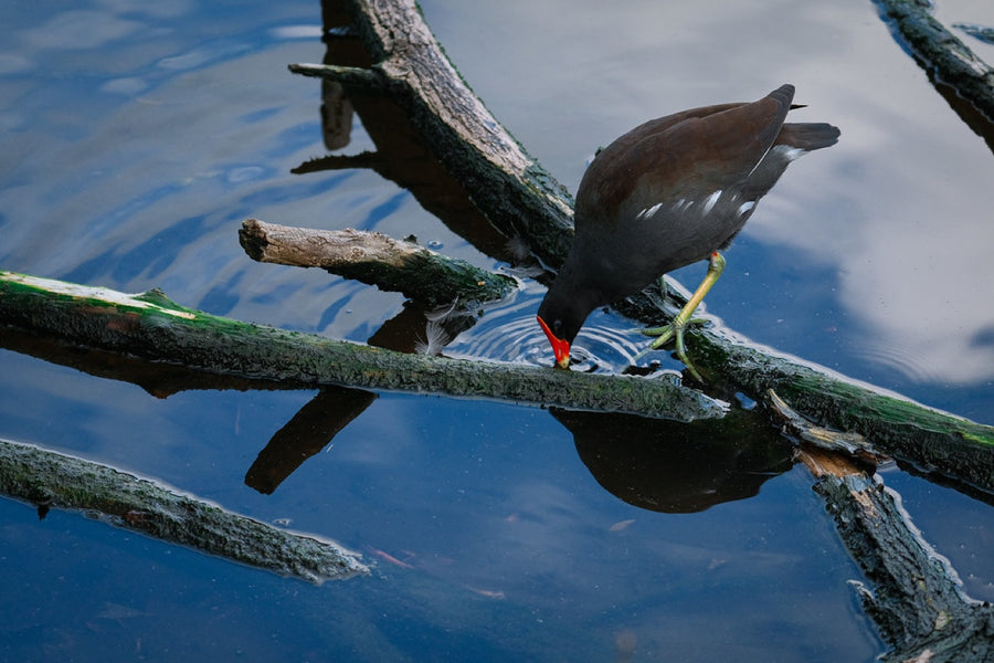 Common Gallinule, sipping. Bird photography by Robin Mehdee, South Florida.