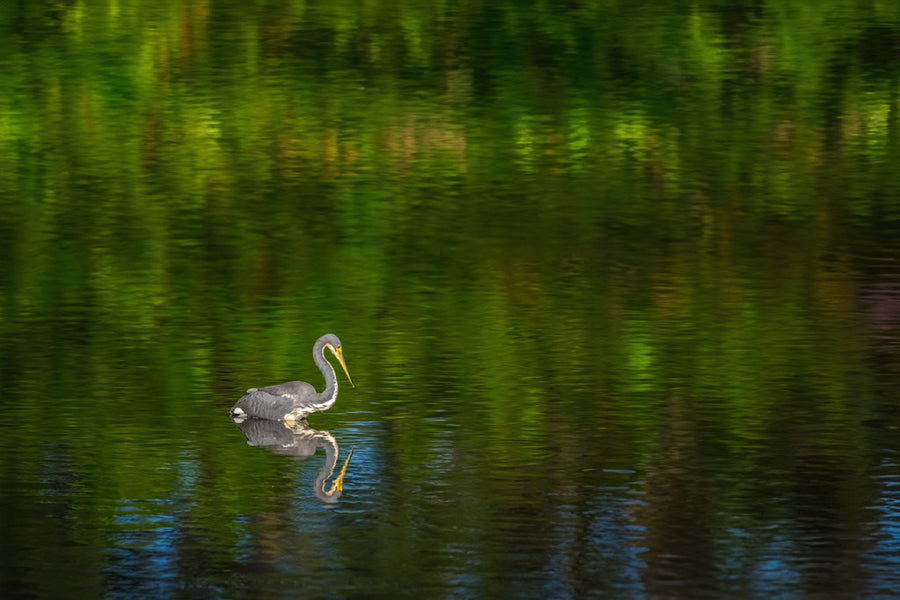 Tricolored Heron on green water. Bird photography by Robin Mehdee, South Florida.